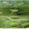 aric artaxerxes larva1 volg
